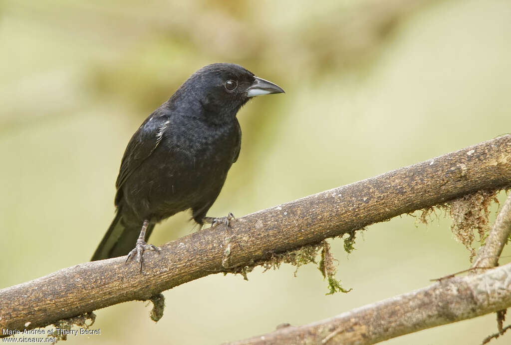 Scrub Blackbirdadult