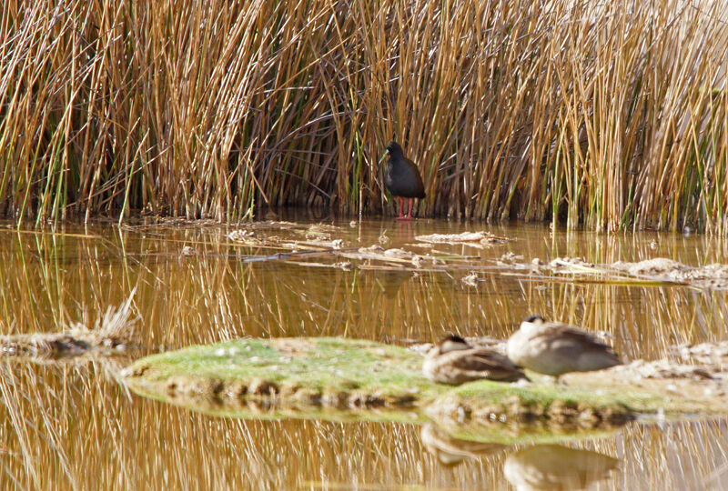 Plumbeous Rail