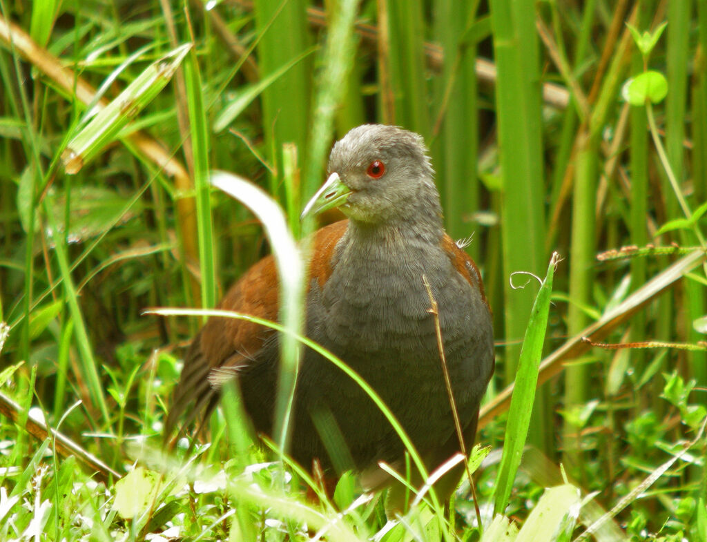 Black-tailed Crake