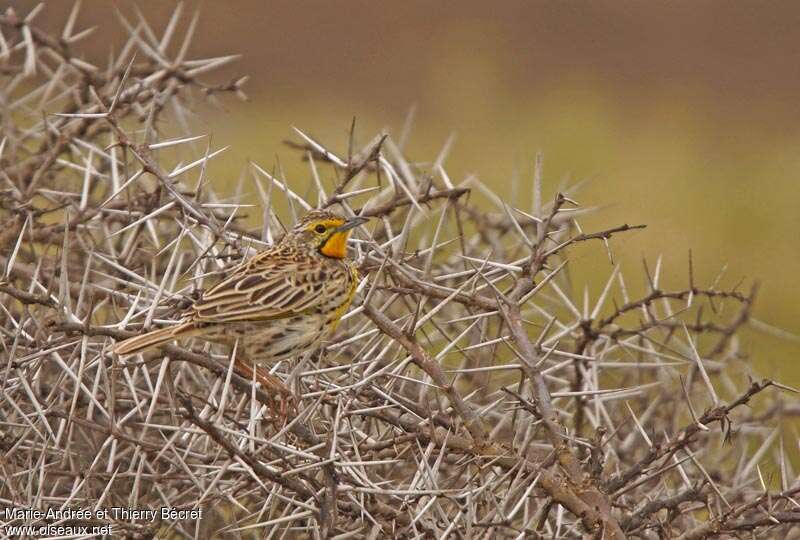 Sentinelle doréeadulte, habitat