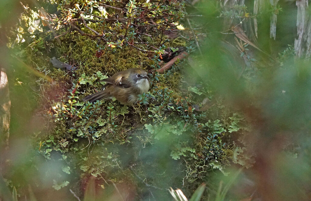 Scrubtit