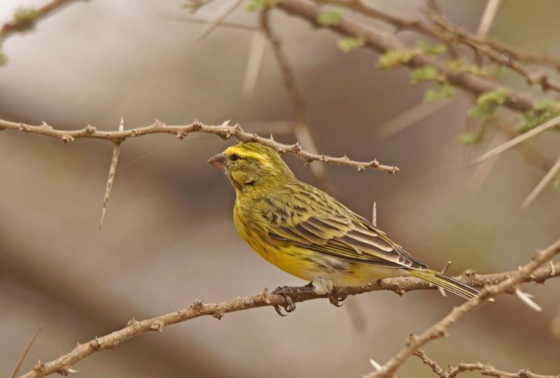Serin à ventre blanc