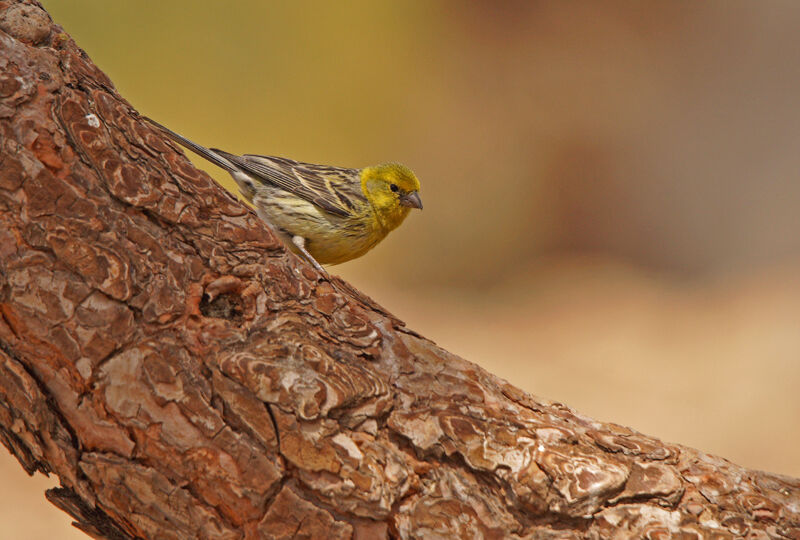 Serin des Canaries