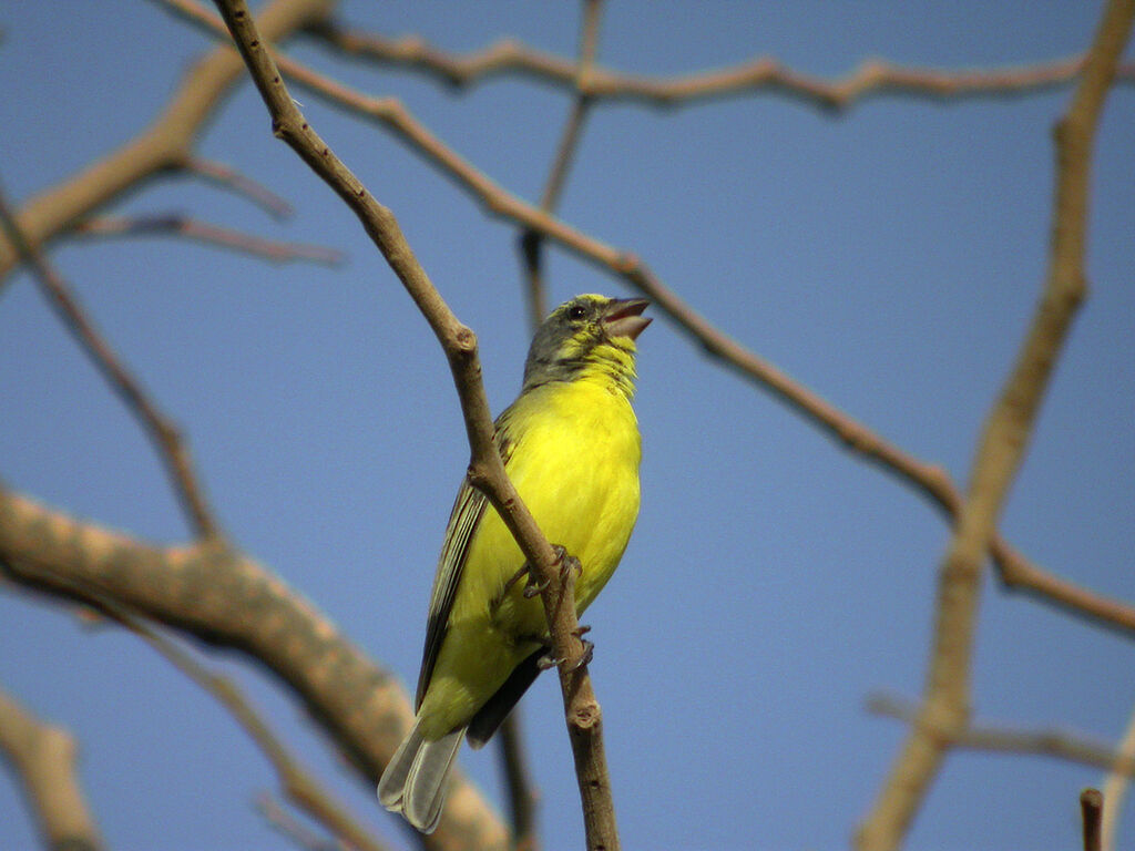 Yellow-fronted Canary