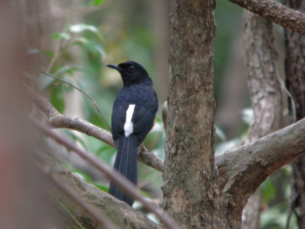 White-rumped Shama