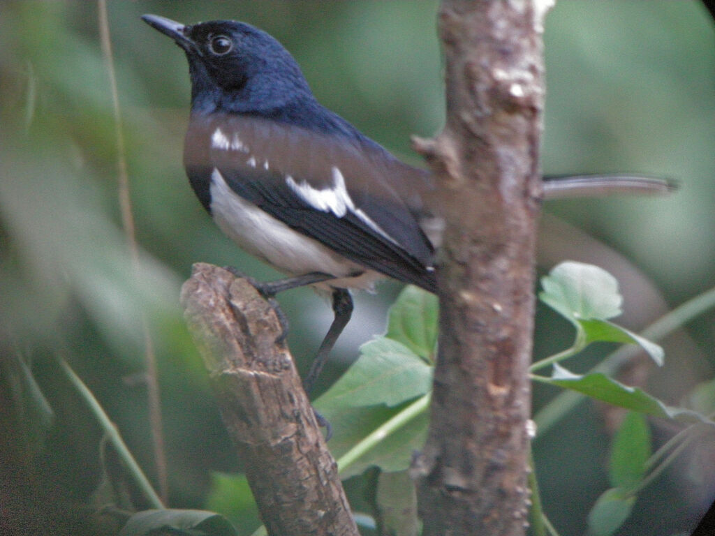 Oriental Magpie-Robin