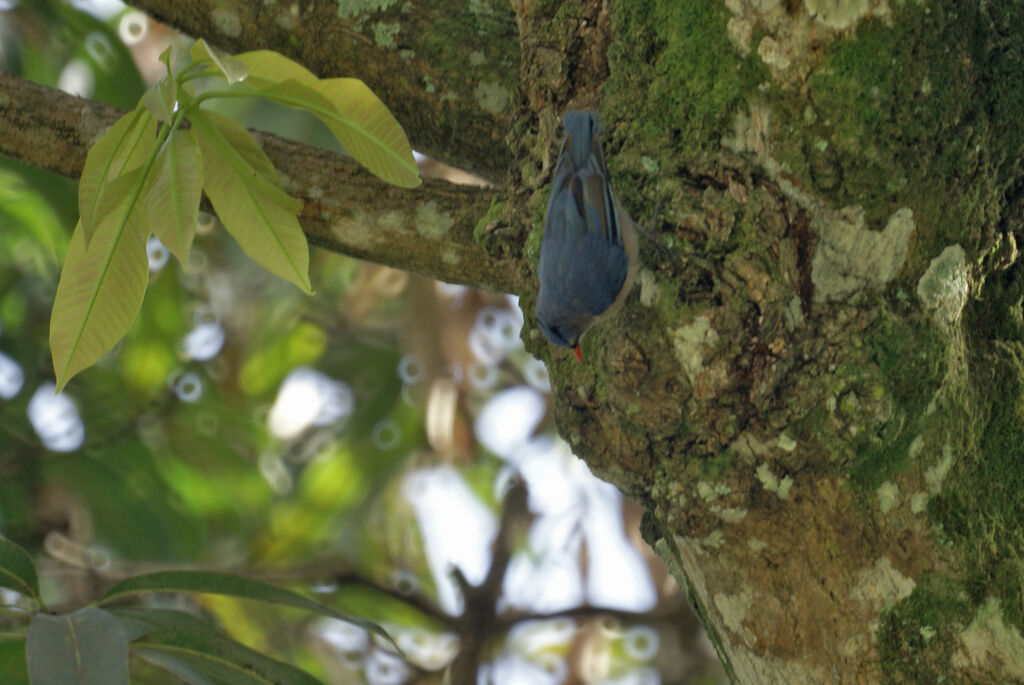 Velvet-fronted Nuthatch