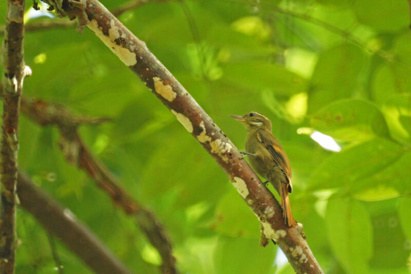 Amazonian Plain Xenops