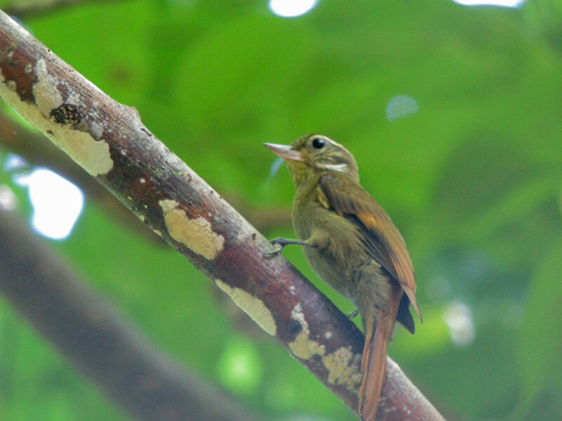Amazonian Plain Xenops