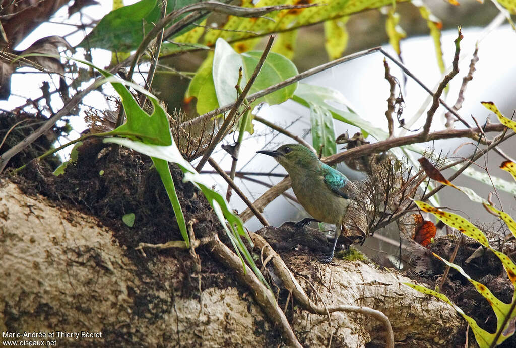 Souimanga à col rouge femelle adulte, identification