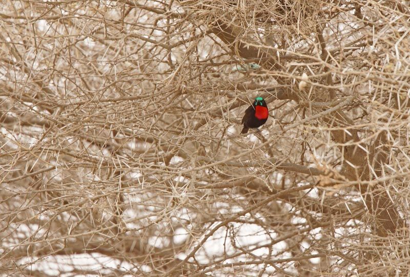 Scarlet-chested Sunbird