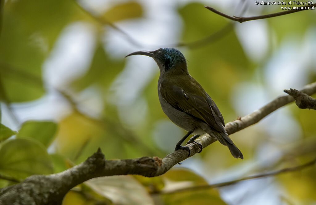Green-headed Sunbird