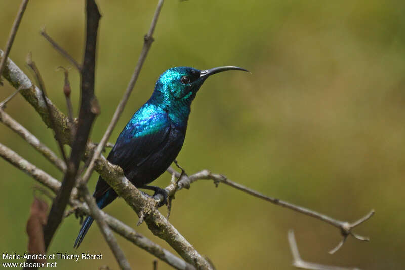 Malagasy Green Sunbird male adult, identification