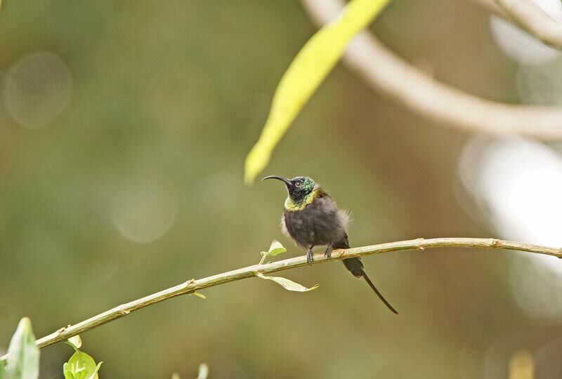 Bronze Sunbird male