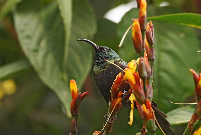 Bronze Sunbird male