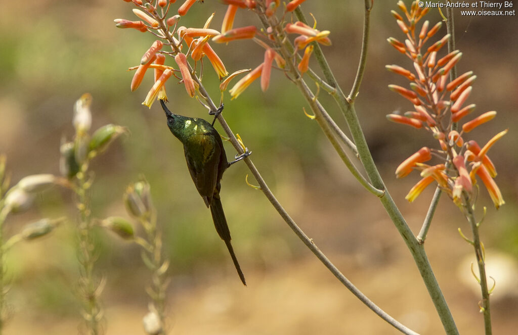 Bronze Sunbird