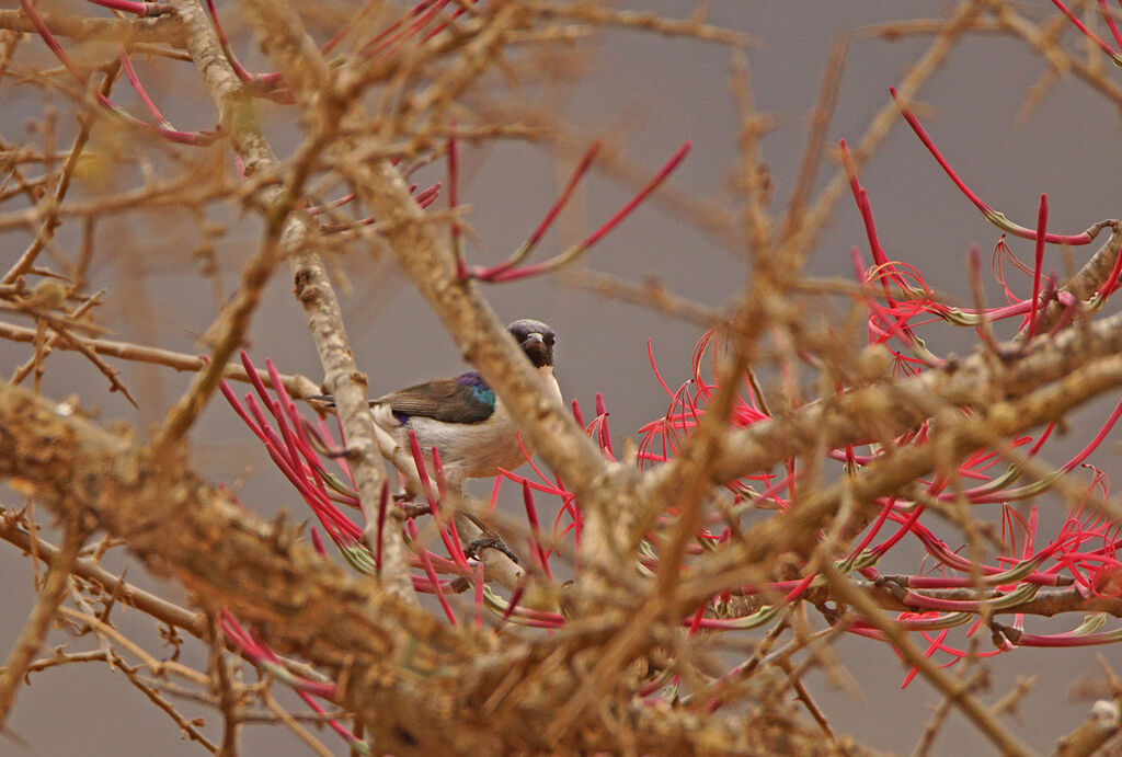 Eastern Violet-backed Sunbird