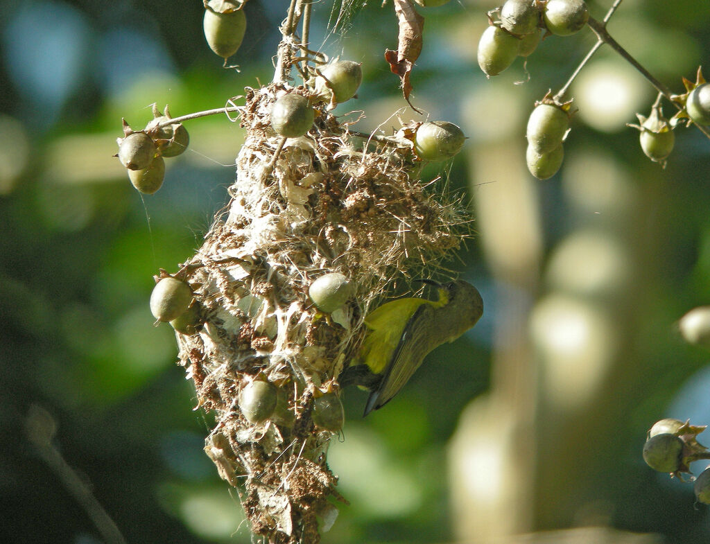 Ornate Sunbird