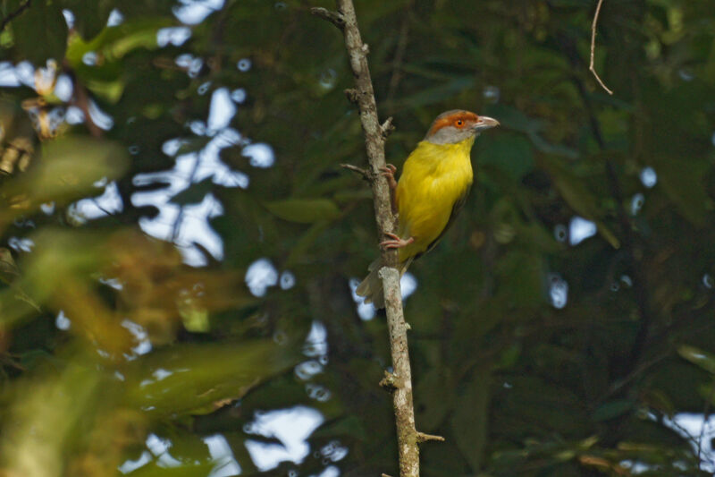 Rufous-browed Peppershrike