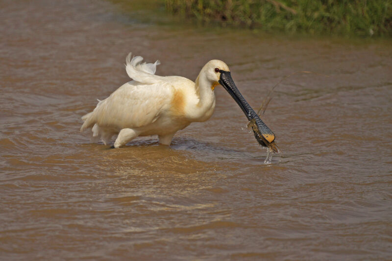Eurasian Spoonbill