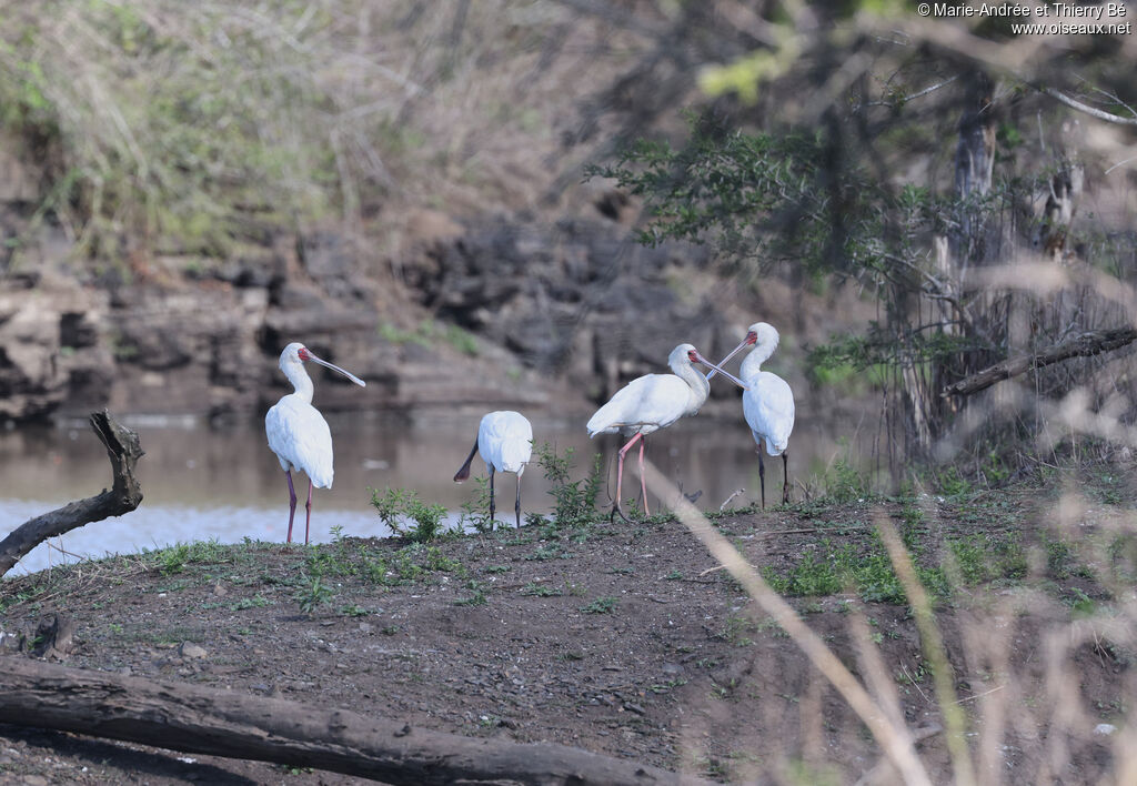 African Spoonbill
