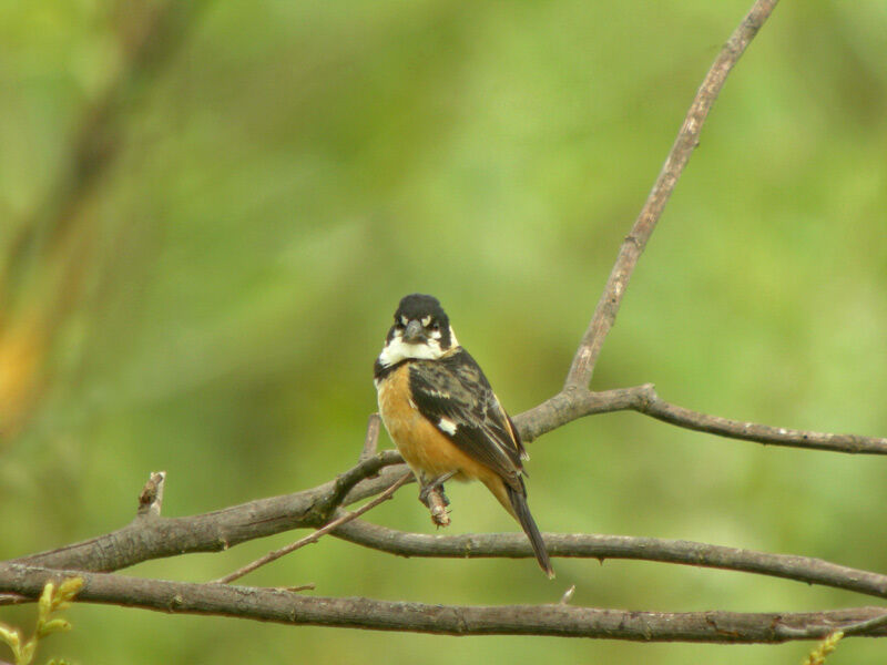 Rusty-collared Seedeater