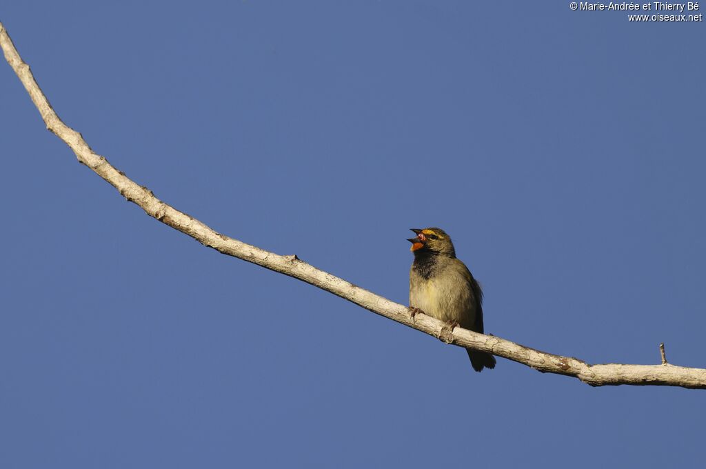 Yellow-faced Grassquit