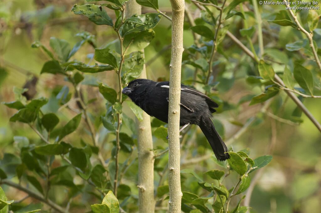 Cuban Bullfinch