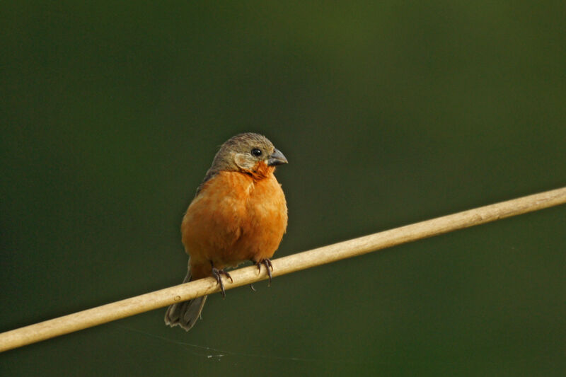 Ruddy-breasted Seedeater