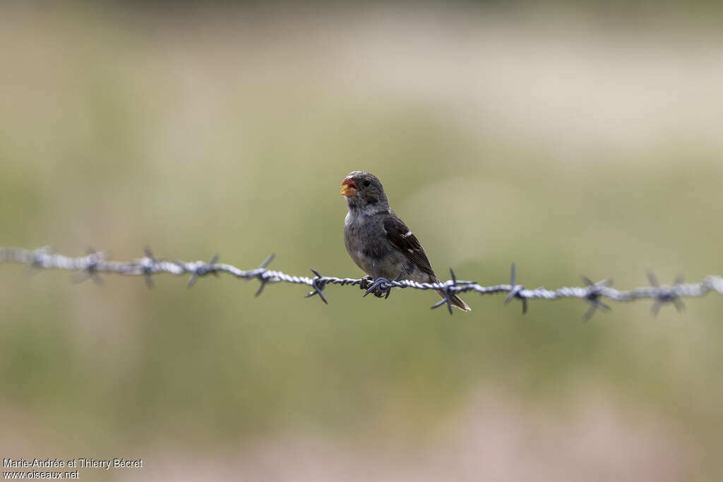 Drab Seedeater