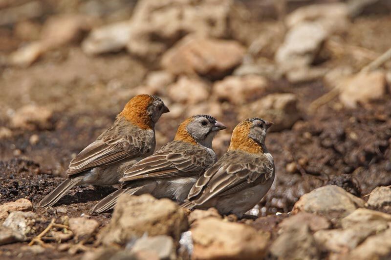 Speckle-fronted Weaver