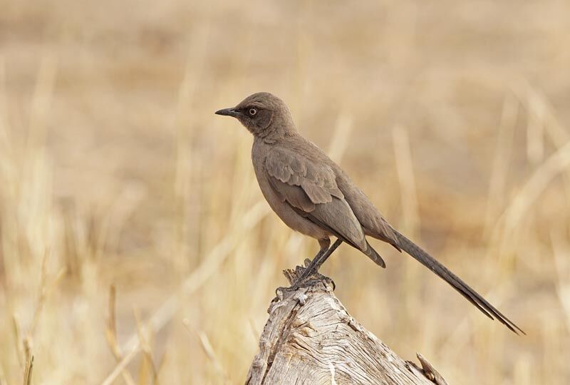 Ashy Starling