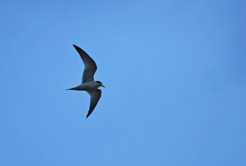Yellow-billed Tern