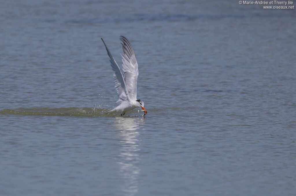 Royal Tern