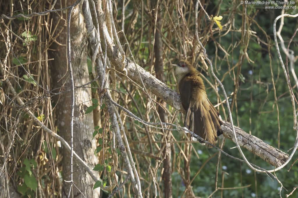 Great Lizard Cuckoo