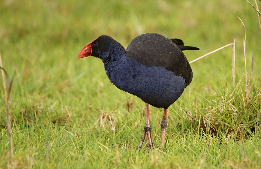 Talève australe