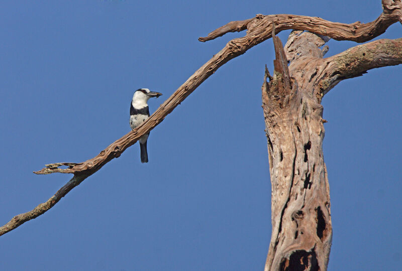 White-necked Puffbird