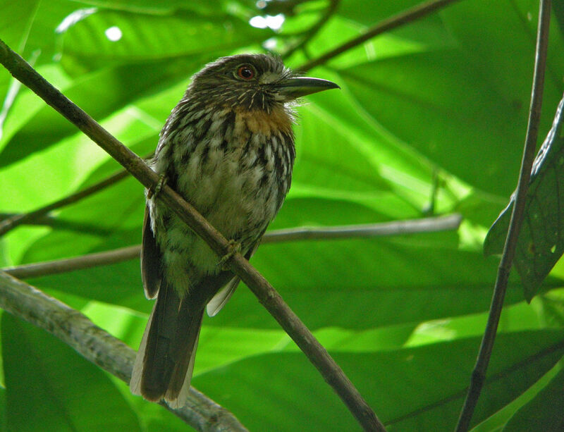 White-whiskered Puffbird
