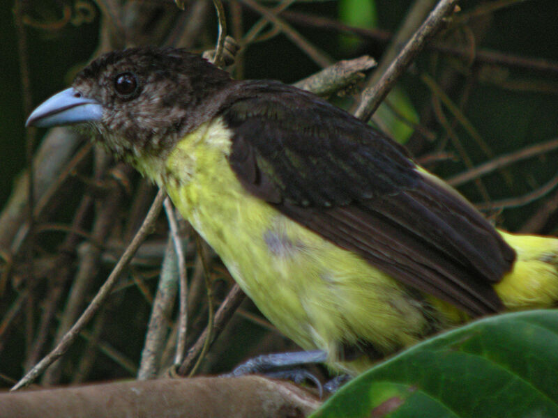 Tangara à dos citron
