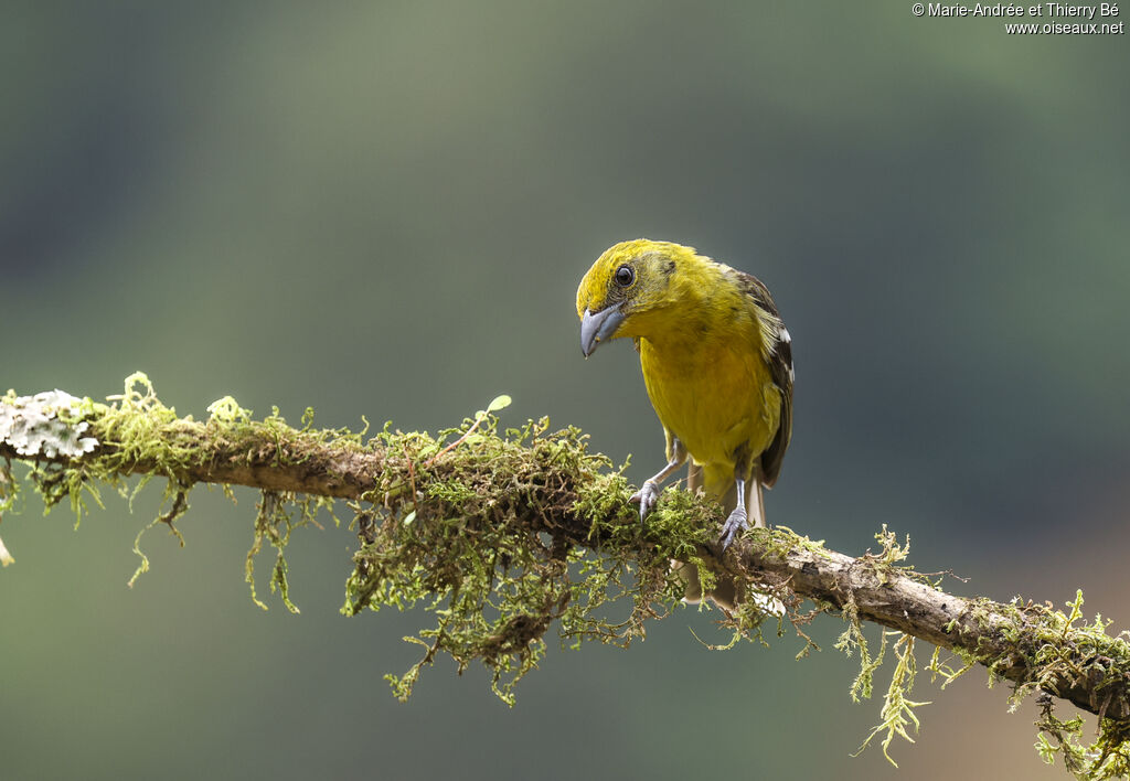 Flame-colored Tanager (Piranga à dos rayé) female
