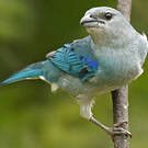 Tangara à épaulettes bleues