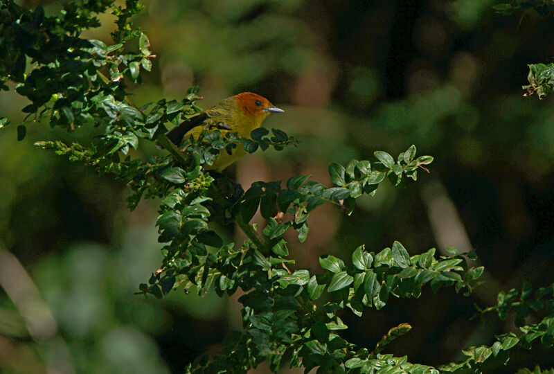 Rust-and-yellow Tanager