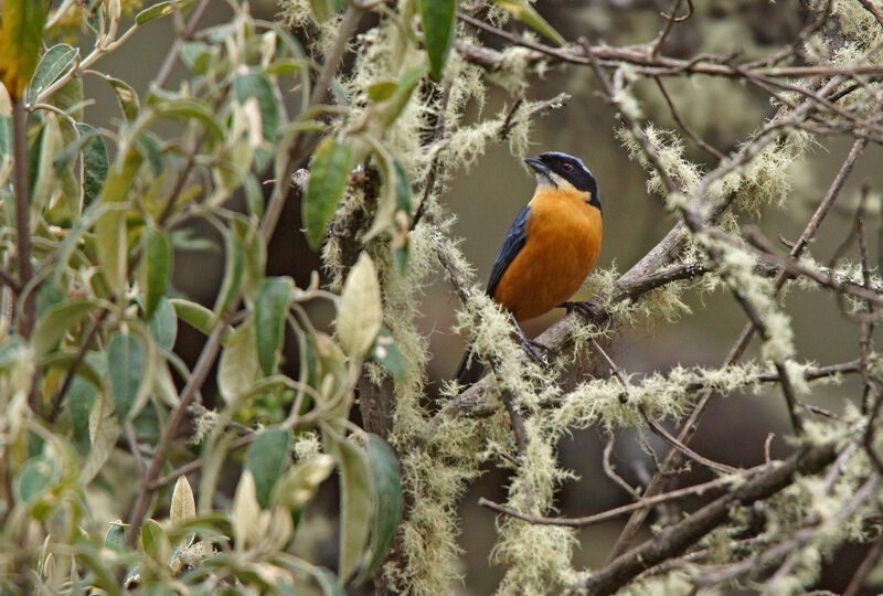 Tangara à ventre marron