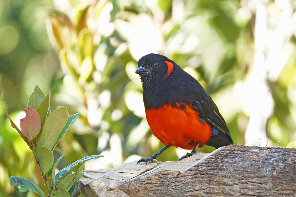 Scarlet-bellied Mountain Tanager