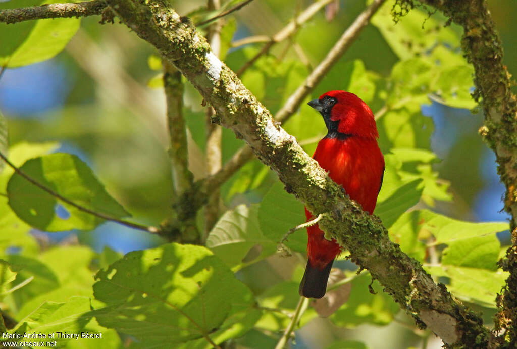 Vermilion Tanager