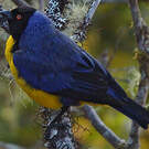 Tangara montagnard