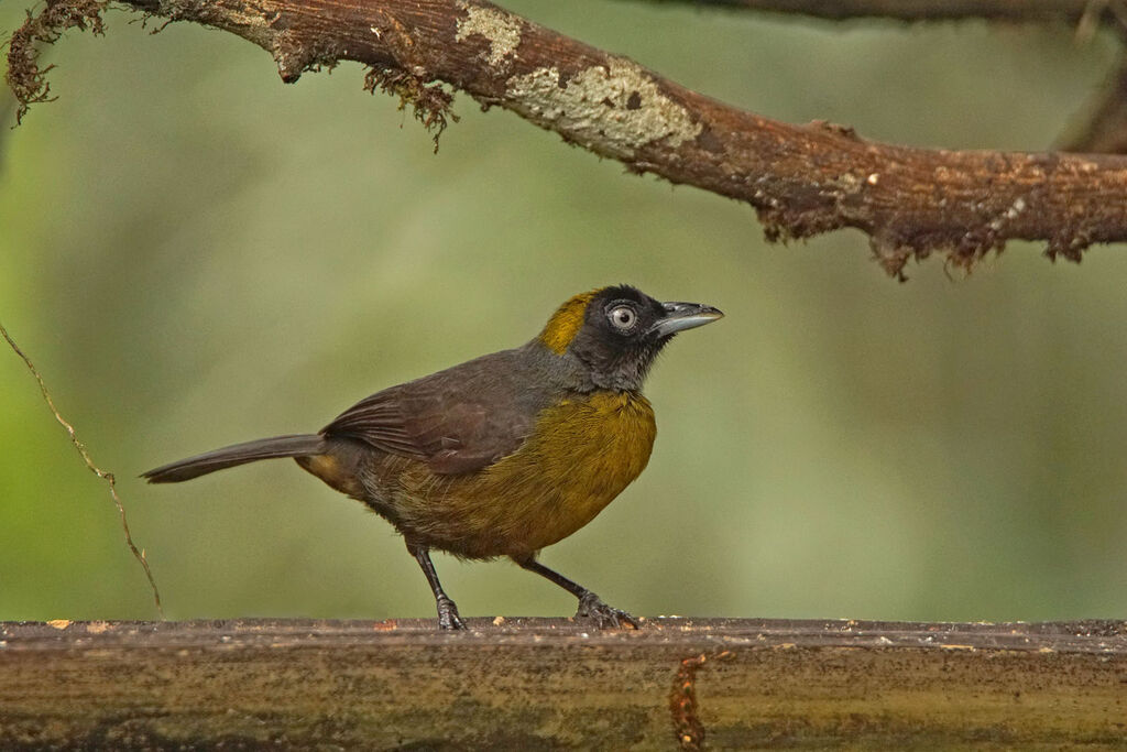 Tangara obscuradulte, identification