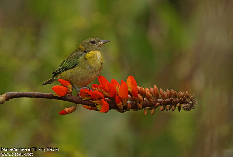Golden-collared Honeycreeper