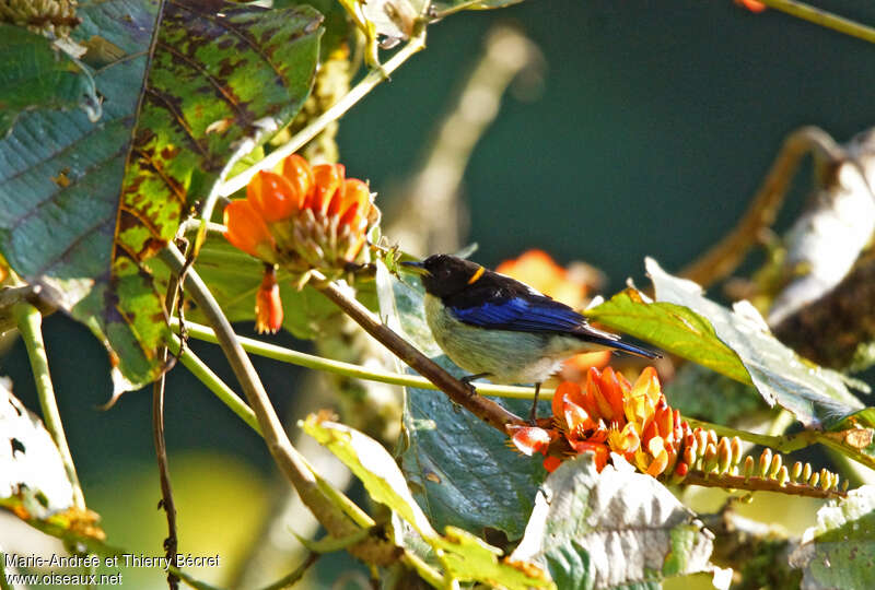 Golden-collared Honeycreeper