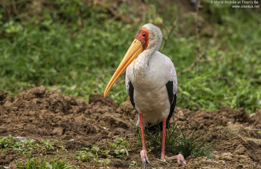 Tantale ibis